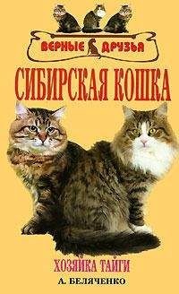 Андрей Беляченко - Сибирская кошка